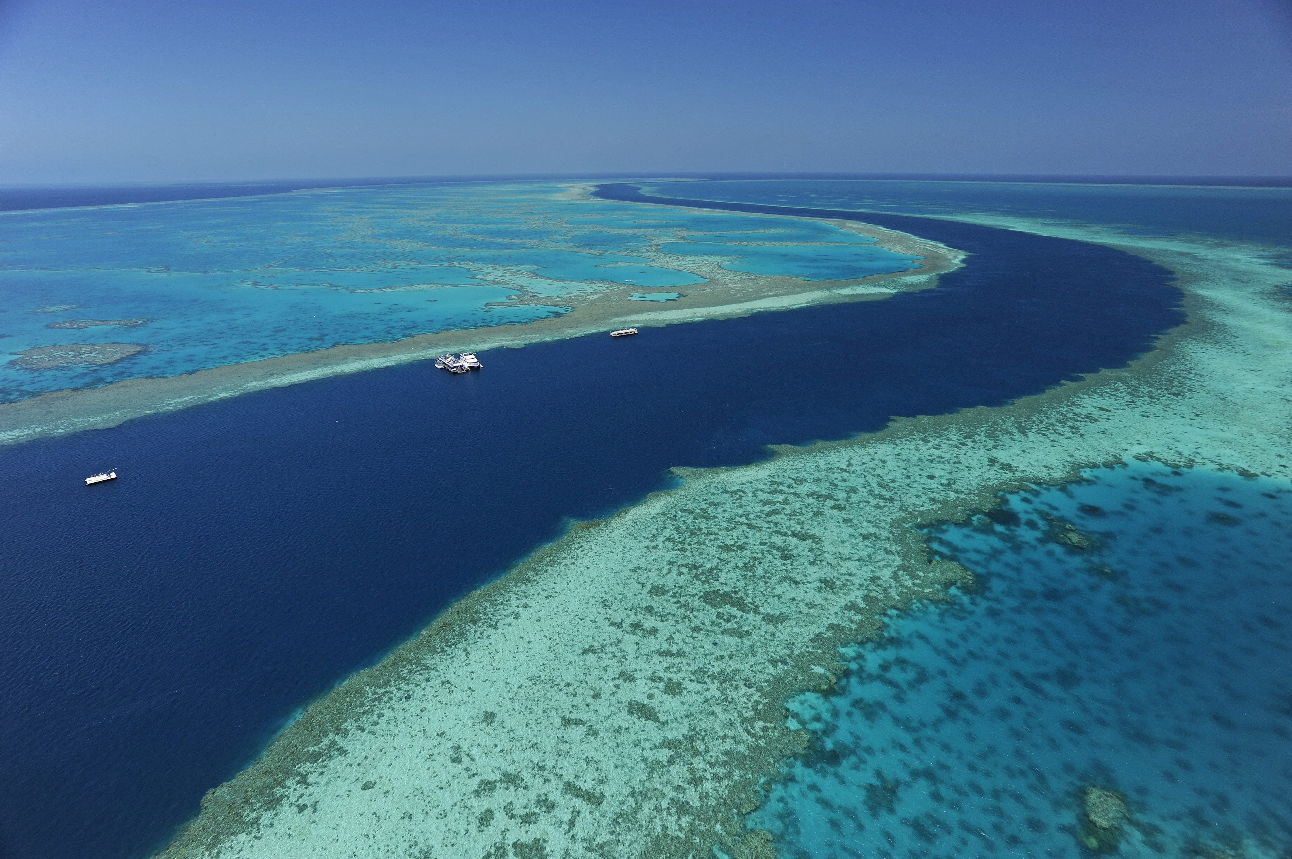 Coral Sea Marina Resort 'Seagrass Nursery Talk and Tour'